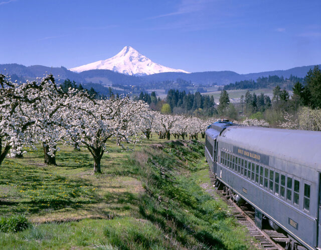 Vintage train going through the landscape of Oregon, white blossoms on the apple trees with a snow-covered peak of Mt Hood in the distance.