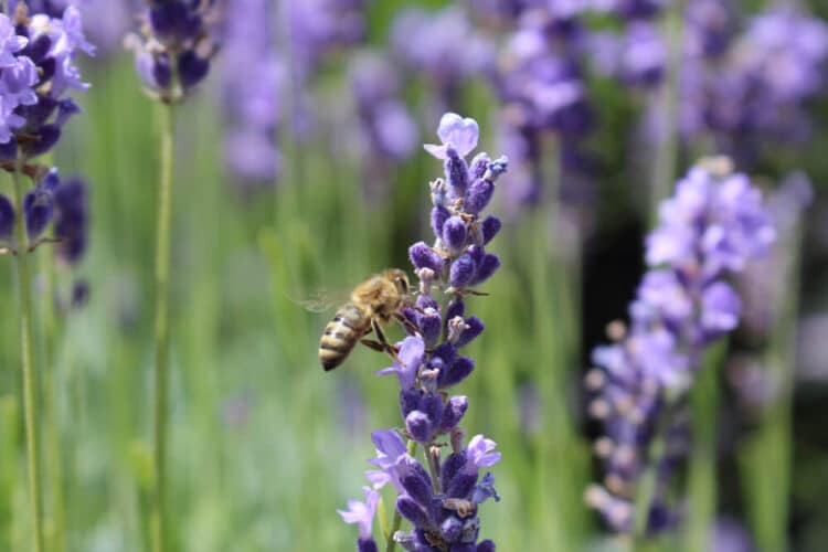 Honeybee landing on a purple lavender bloom close up, pollinating it.