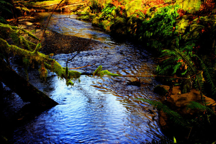 A Seattle waterfall in a creek, with fall foliage and leaves and moss in the creek.