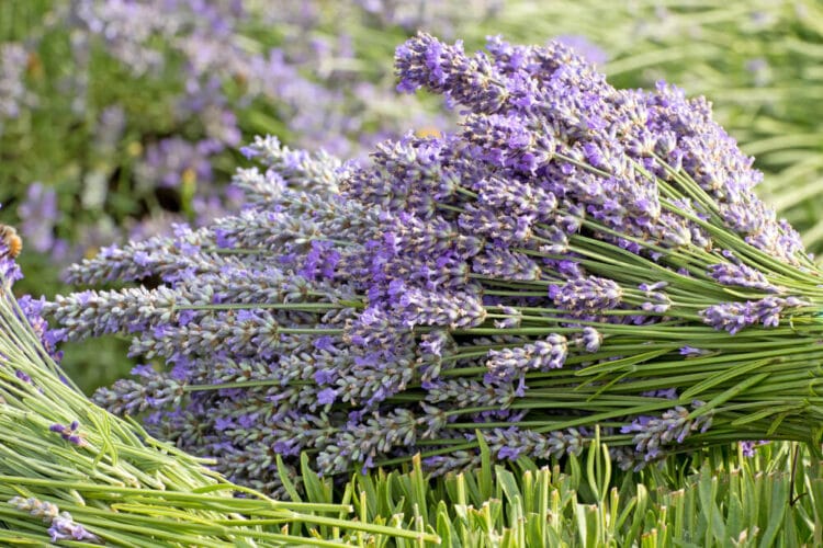 Cut bunch of purple lavender in a field