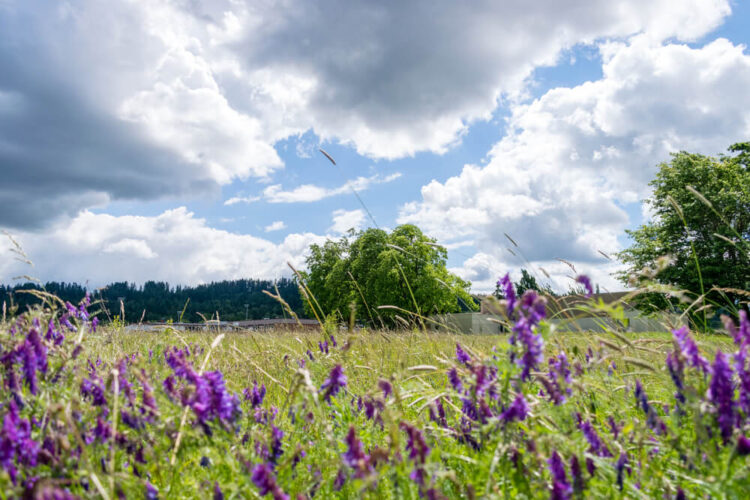 Purple wildflowers located at Westmoreland Park in Eugene, where there is also a golf course on an old airport grounds.