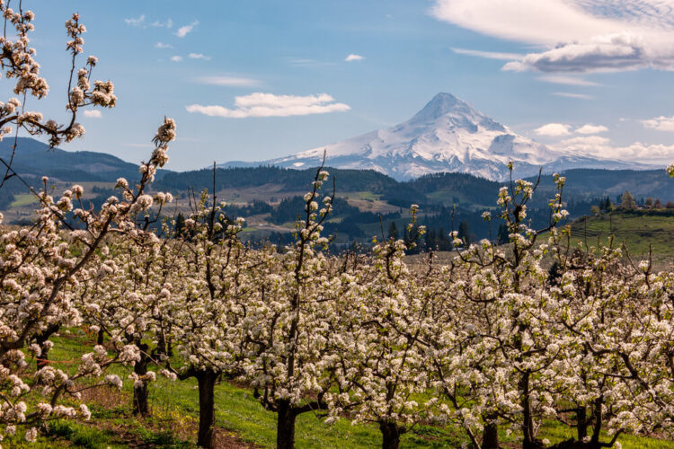 Blossoms in the farms on the Fruit Loop outside Hood River Oregon with Mount Hood in the background
