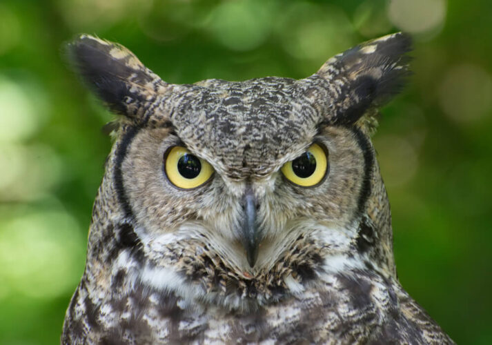 Straight on view of a yellow-eyed great horned owl with what look like ears made out of feathers with a green blurry background