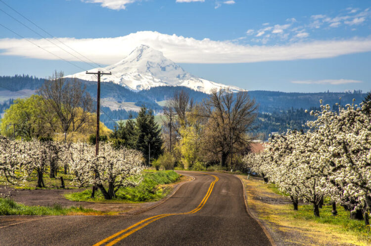 Road near Hood River surrounded by blossoms