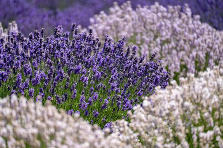 Contrasting bunches of deep purple lavender and light purple lavender close up in an Oregon lavender field