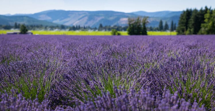 Lavender field in Oregon with small foothills in the background in soft focus