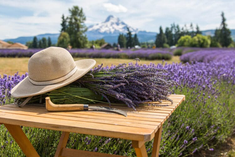 Sunhat, lavender cutter, and a large bunch of lavender in the lavender fields of Mt Hood with the mountain the background