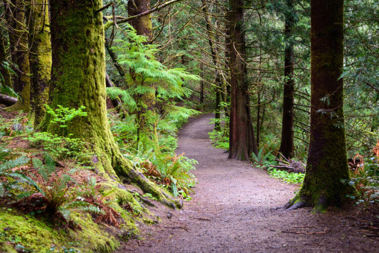 Trail through Forest at Lewis and Clark National and State Historical Parks. Reddish trail leading through old growth forest.