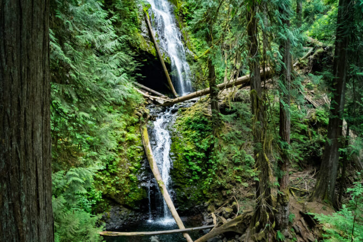 Two tiers of a waterfall in Olympic National Park, amidst beautiful greenery, moss, and trees.