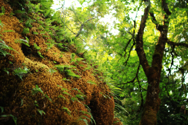 Oregon Caves National Monument Mossy wall at cave entrance
