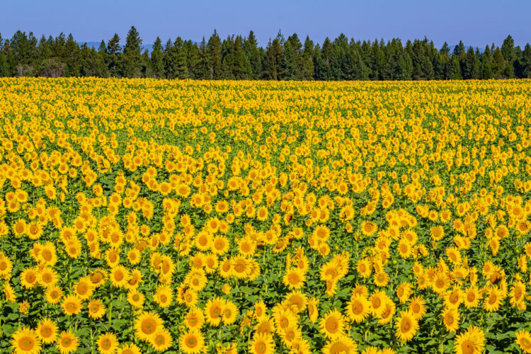 Field full of blooming yellow sunflowers with evergreen trees at the horizon and mountains in the dsitnace.