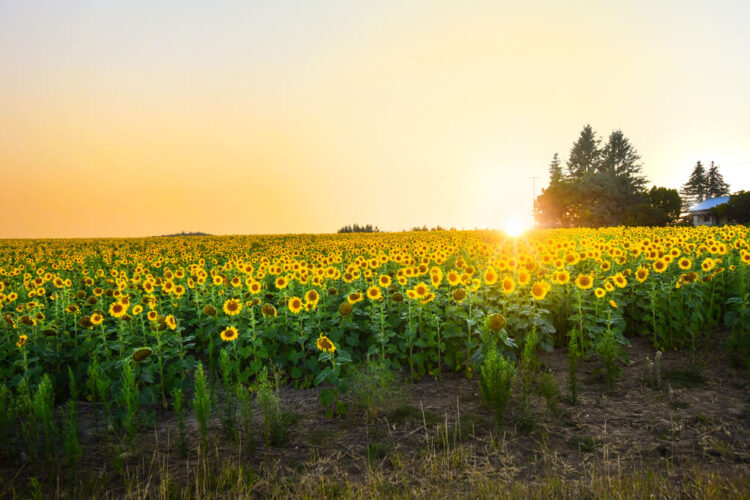 A sunflower field at sunset, with the sunflowers facing against the sun burst on the horizon, a barn in the distance.