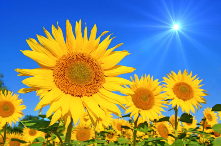 Close up of a sunflower with more ina sunflower field near Seattle behind it, with a blue sky and a sunburst.