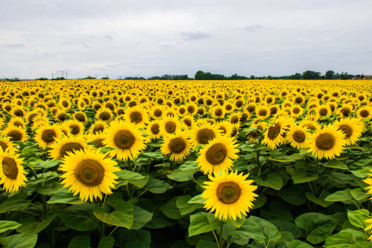 Perfectly bloomed sunflowers with green leaves and a gray sky