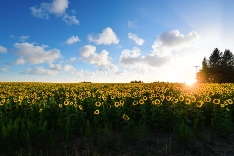 A field full of sunflowers near Spokane Washington with a sunburst at the horizon as the sun sets