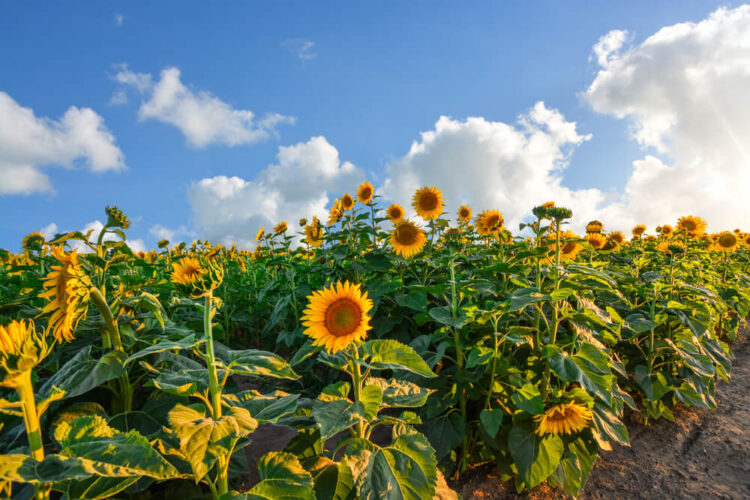 Sunflowers reaching towards the sky, with a partly cloudy sky with a sunburst in the distance.