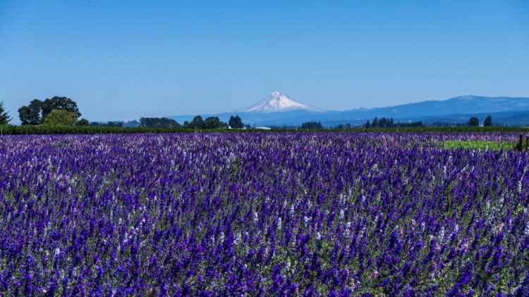 Field of purple lavender in Willamette Valley Oregon with snow-capped mountain off in the distance.