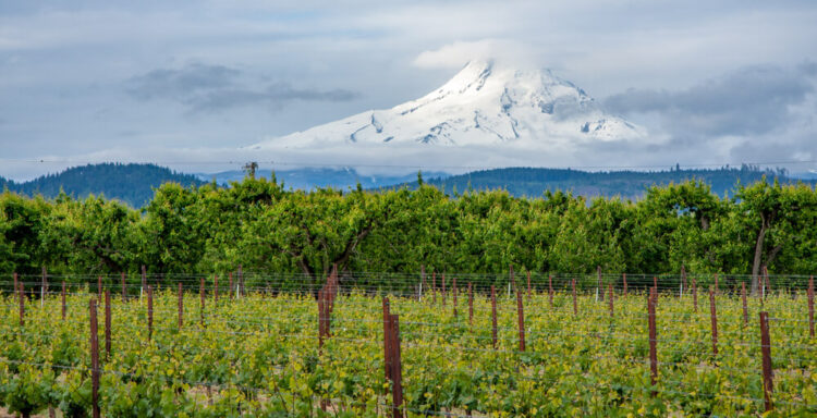 Vineyards with trees in the background with Mt Hood in the background.