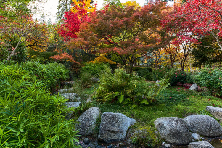 japanese styled garden in the fall with green foliage and red trees like japanese maple