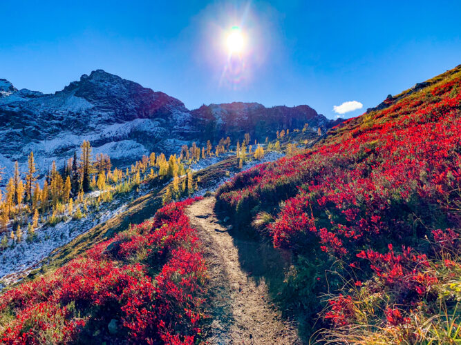 blooming flowers along maple pass trail in north cascades, one of the best washington national parks