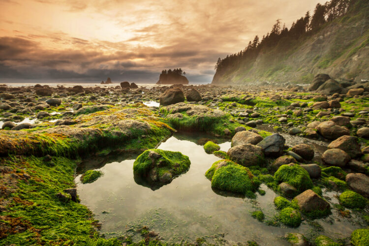 view of tidepools in olympic national park