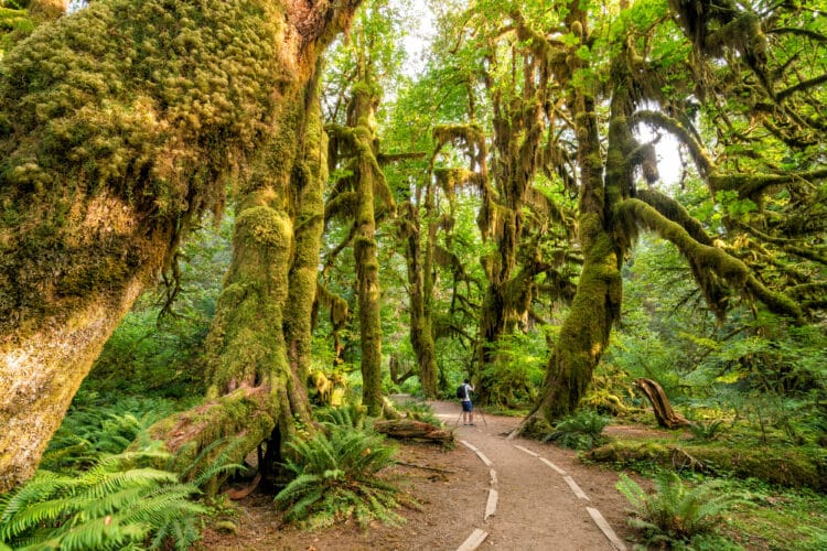 hiker in the hall of mosses in olympic np washington