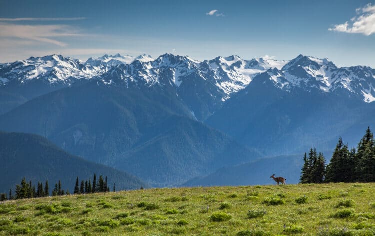 deer on hurricane ridge with mountains in the background in one of the best washington national parks