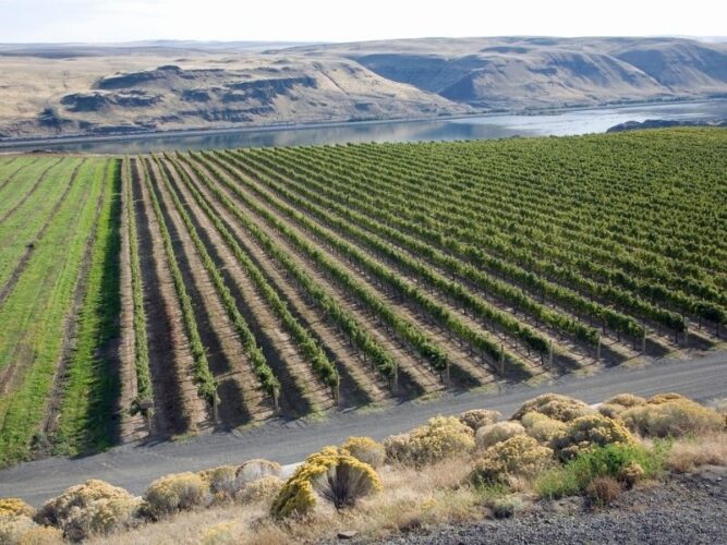 vineyards in the columbia river gorge against the river backdrop with washington on the other side over the river