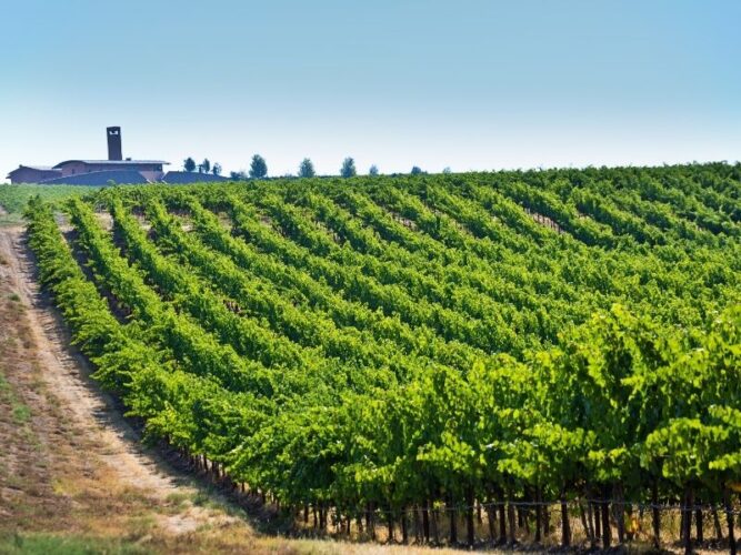 winery in columbia valley with a building in the distance and lots of green grape vines