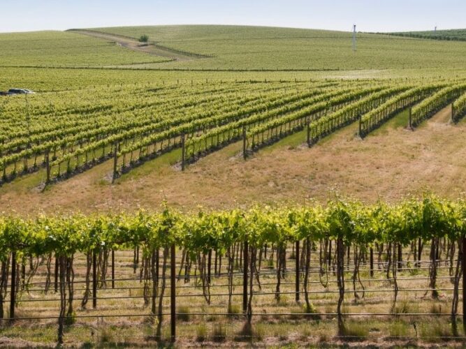 grape vines at a southern oregon winery on hills 