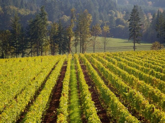 vineyards on the rolling hills of willammette valley, a popular wine region in oregon, with pine trees and evergreens behind the vineyard