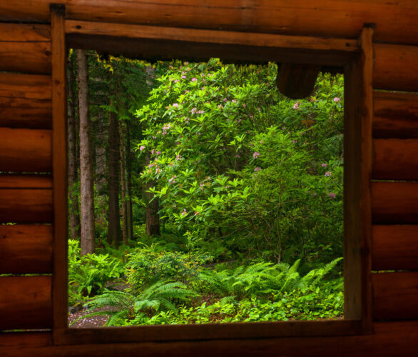 window of a cabin showing ferns and forest life