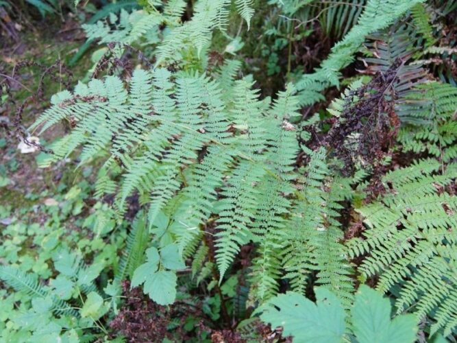 ferns along a trail near portland