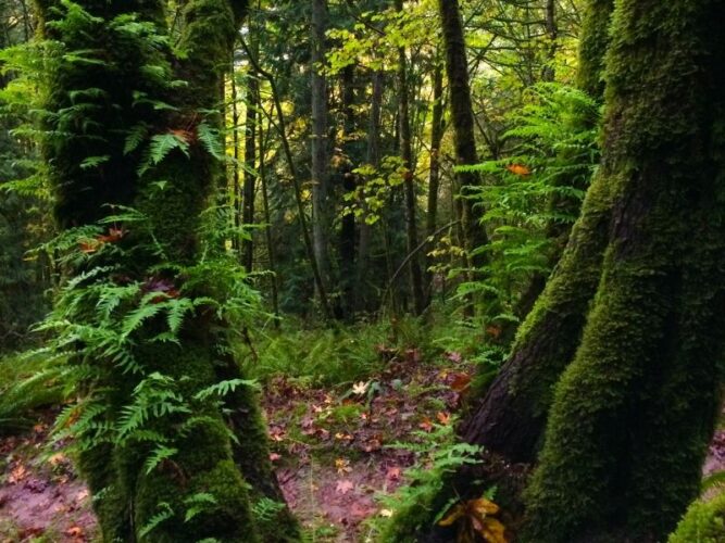 moss covered trees and ferns on the mt talbert trail in portland oregon