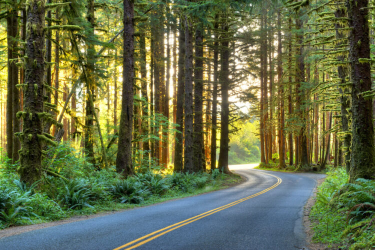 Road heading through the Olympic Peninsula on a beautiful and scenic Washington road trip