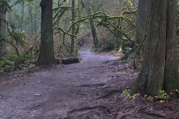 path through the forest with trees and moss on the branches
