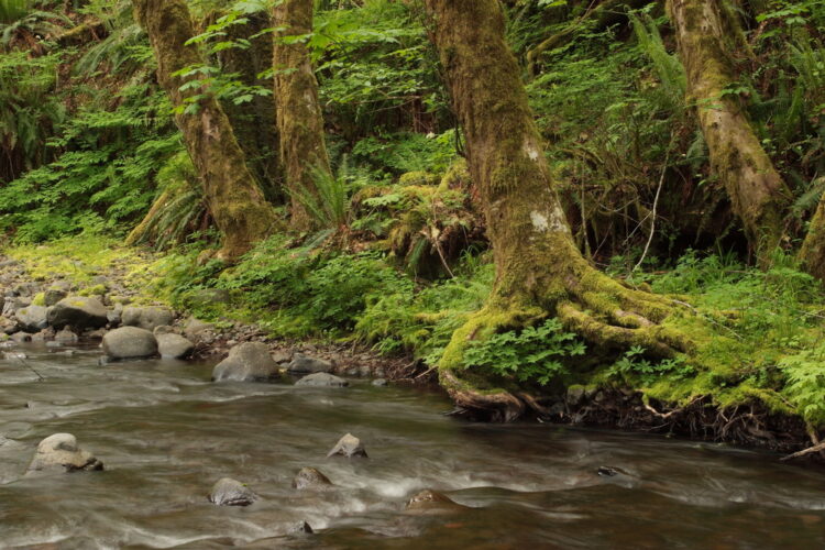 the fast moving Gales Creek in Tillamook State Forest near portland or