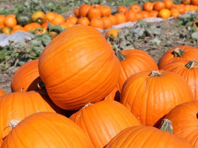 a pile of large orange pumpkins perfect for halloween carving