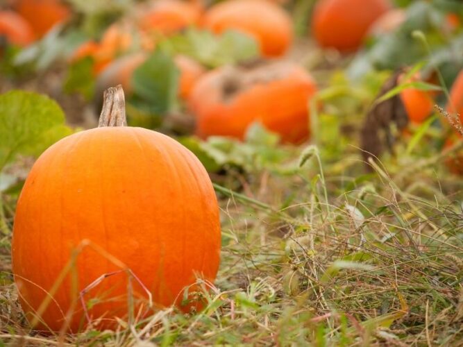 close up of a pumpkin in a field with blurry background