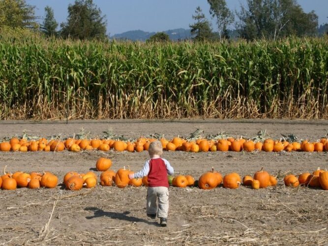 little kid with blond hair running towards pumpkins with a corn maze behind the pumpkins