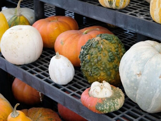 a selection of different unique looking gourds in different sizes and shapes for sale at an oregon pumpkin patch