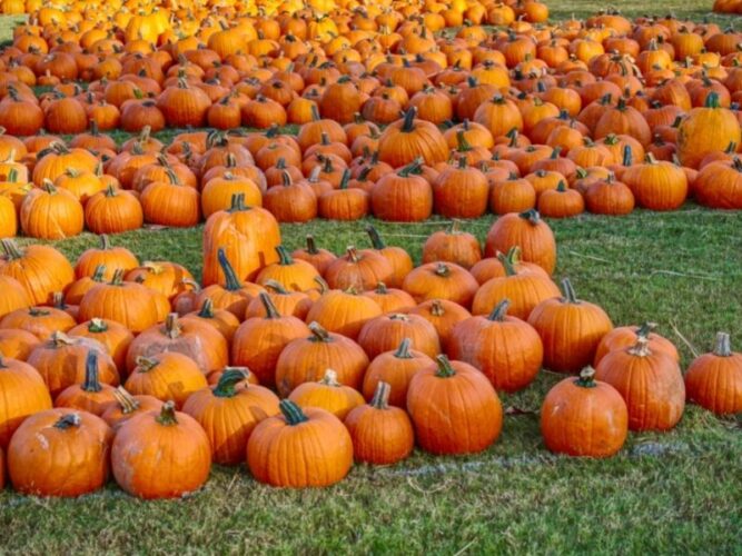 a selection of orange pumpkins in a patch in oregon