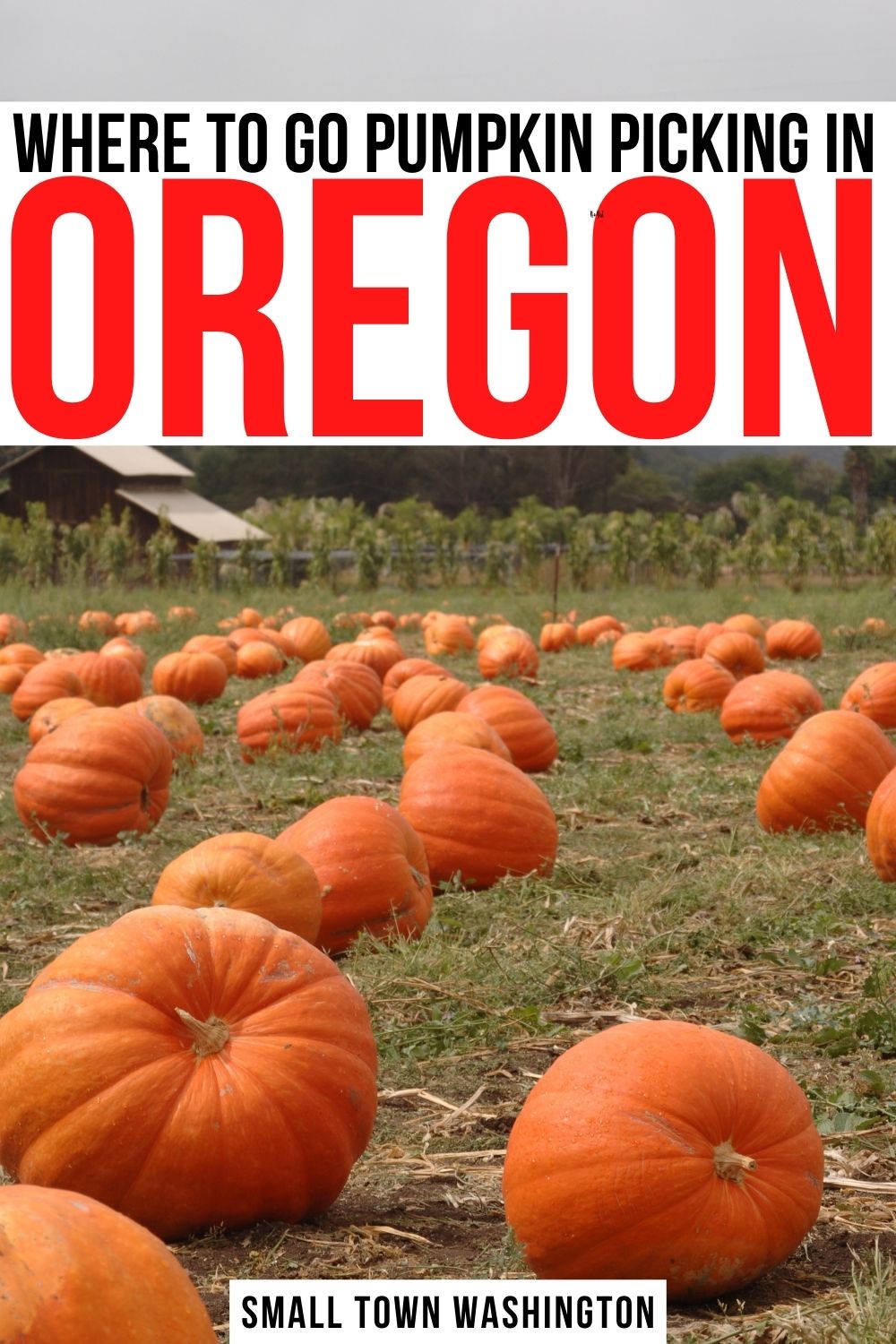 Best Pumpkin Patches In Oregon Near Portland More • Small Town Washington 4597