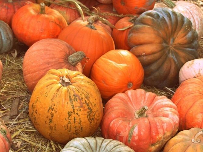 a selection of heirloom pumpkins sold at a pumpkin farm in oregon