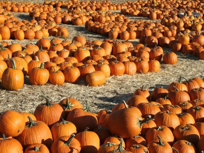 a wide variety of pumpkins of all sizes on the ground with hay at a pumpkin farm