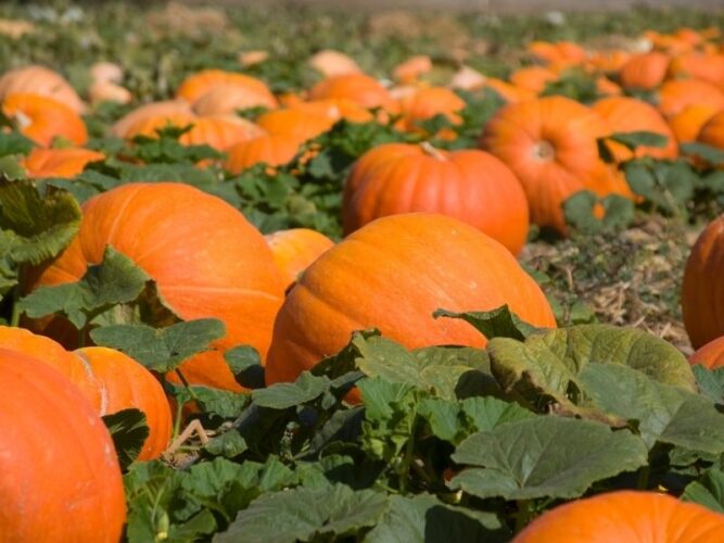 pumpkins in a field with green leaves ready for harvesting