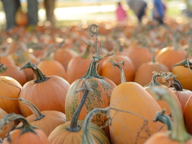 pumpkins for sale in a patch with pale orange color with some green markings