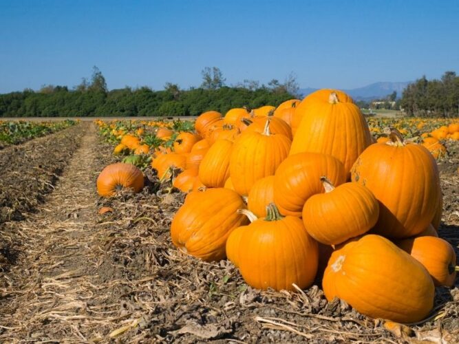 piled up pumpkins on a small pumpkin farm in oregon