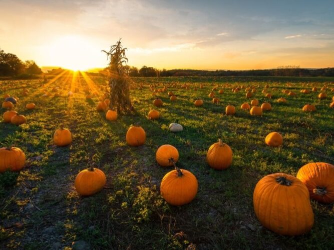 sunset at a pumpkin patch in oregon with brilliant sky