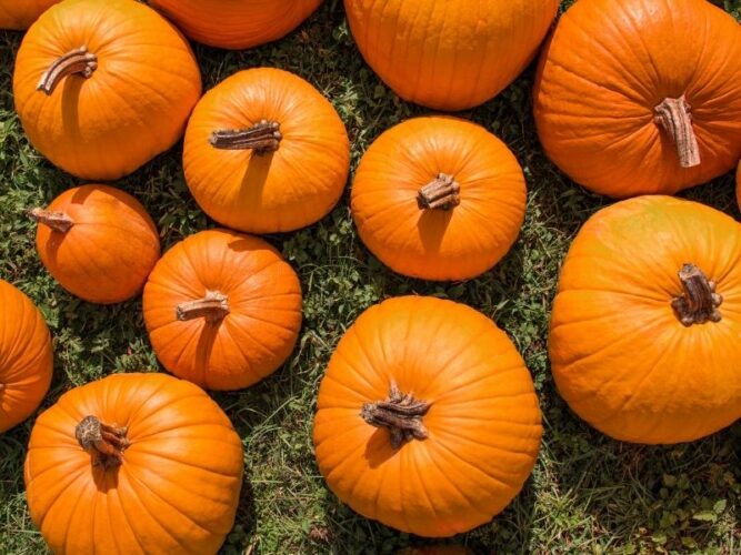 birds eye view of pumpkins on grass photo taken from above